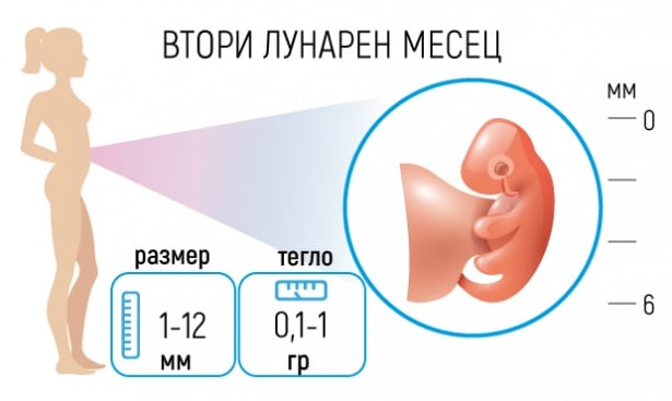Бременност - Втори лунарен месец