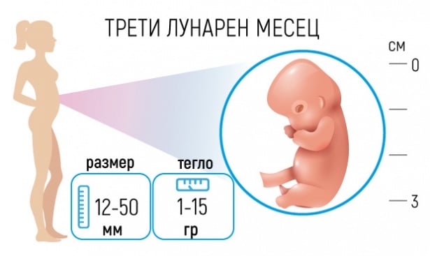 Бременност - Трети лунарен месец