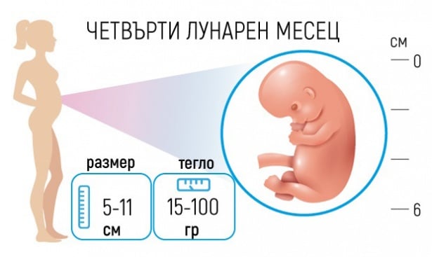 Бременност - Четвърти лунарен месец