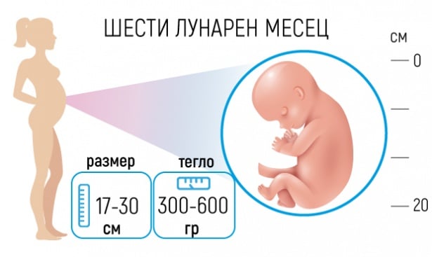 Бременност - Шести лунарен месец