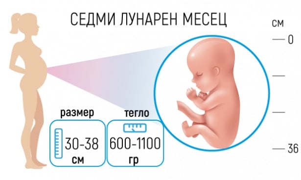Бременност - Седми лунарен месец