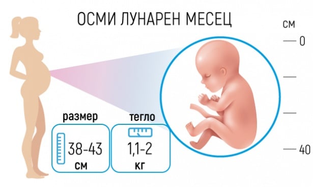 Бременност - Осми лунарен месец