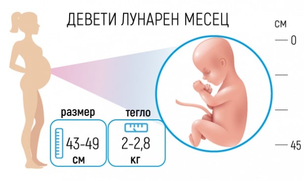 Бременност - Девети лунарен месец