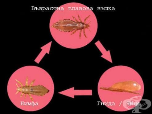 Цикъл на главова въшка