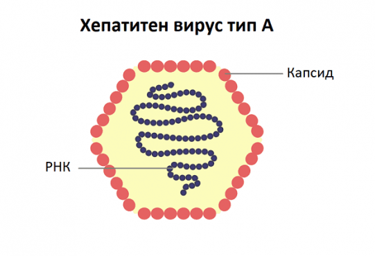Хепатитен вирус A