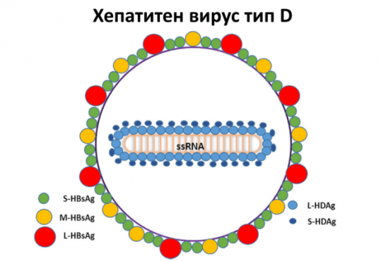 Хепатитен вирус D