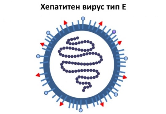 Хепатитен вирус E