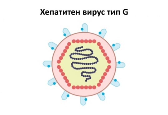Хепатитен вирус G