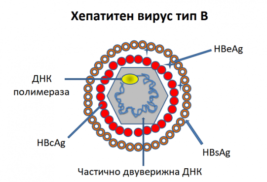 Хепатитен вирус B