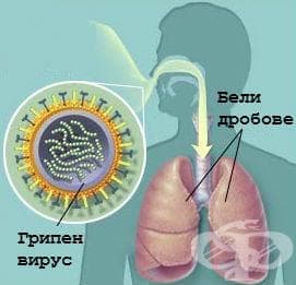 Грипният вирус навлиза в организма чрез дихателната система