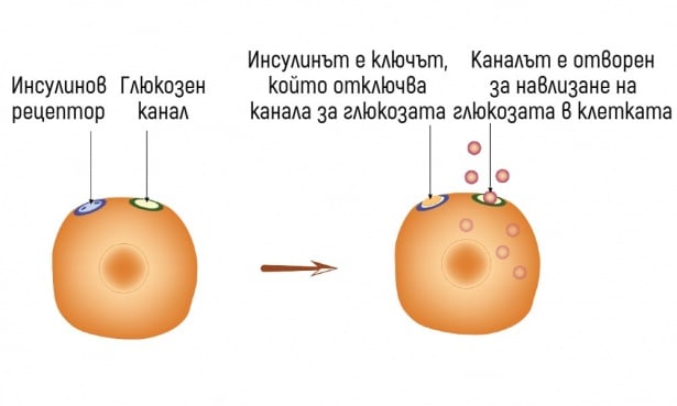 Нормално действие на инсулина