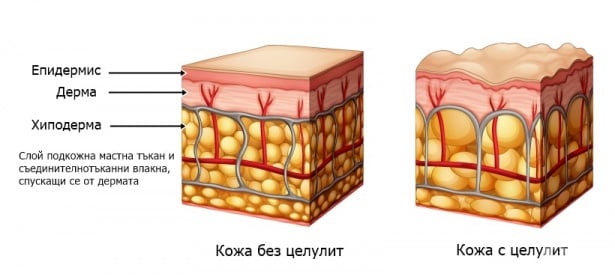 Анатомия на кожата