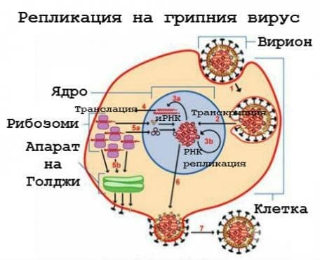 Репликация на грипния вирус