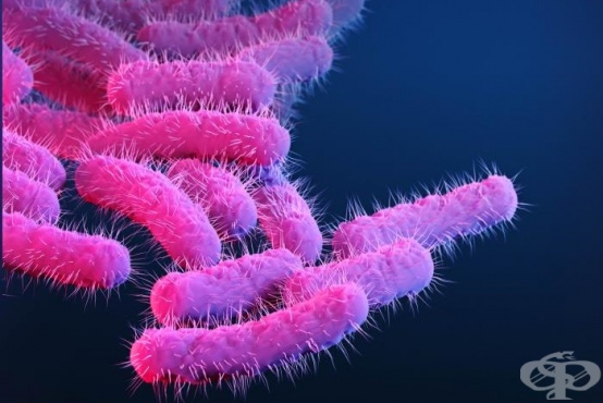 Shigella