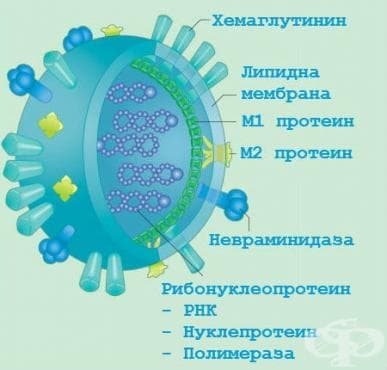 Компоненти на грипния вирус
