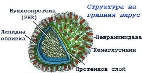 Структура на грипния вирус