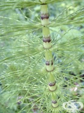 ПОЛСКИ ХВОЩ СТРЪК