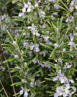 РОЗМАРИН ЛИСТА