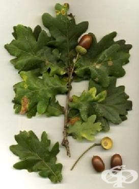 Изображение 6 към продукта ДЪБ КОРИ