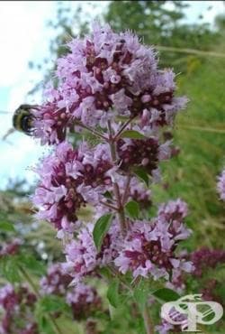 РИГАН СТРЪК