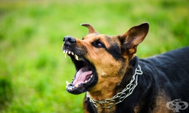 Какво да направите, ако ви нападне агресивно куче - изображение