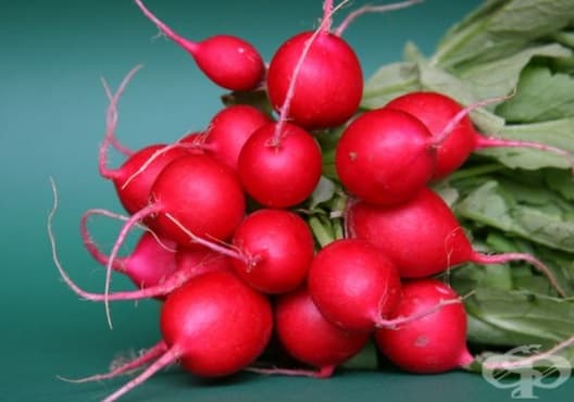Използвайте репички срещу ужилване от пчела - изображение