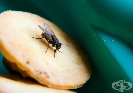 Отървете се от насекомите чрез 10 начина - изображение