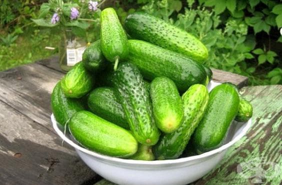 Приложете 10 трика за голяма реколта от вкусни домашни краставици - изображение