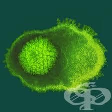 Варицела зостер вирус тест - изображение