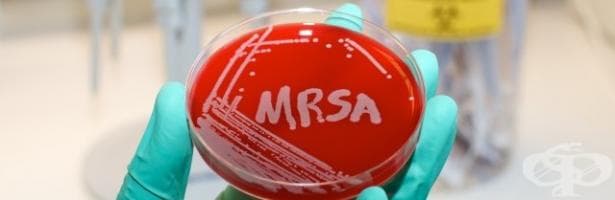   MRSA ( - Staphylococcus aureus) - 