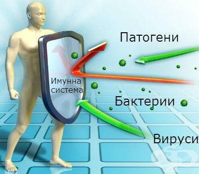 Подсилване на имунната система - имуномодулатори - изображение