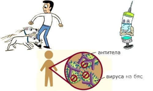 Ваксина срещу бяс - изображение