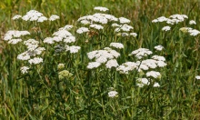 ��� ������, �������, ���� ����, �������� �����, ��������, �������� �����