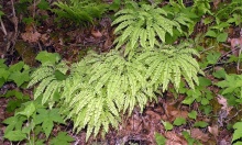 ������� �������� ������