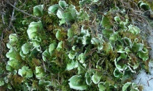 ���������� �������� �����