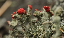 ��������� �����, ������������� ��������