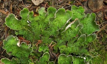 ����� ������� �����