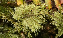 ������ ����������, ���������� ���������