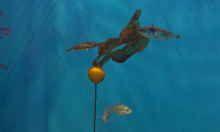 ���� ������