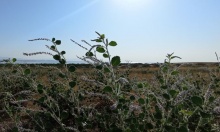 �������� �����������