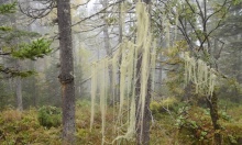 �����, ������ �����