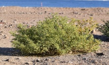 ��������� ���������