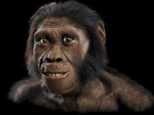 Australopithecus sediba  -      