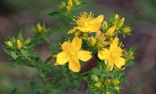 ���� ��������� � ���������� ��� ����� ��������