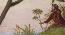   "De Materia Medica",     1564 .  1584 .