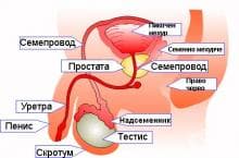 Каква е структурата на простатата и каква е нейната функция?