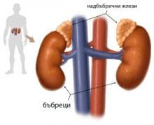 Ендокринни заболявания